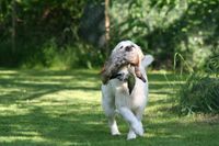 Ein Golden Retriever mit Ente im Fang laeuft ueber die Wiese.jpg