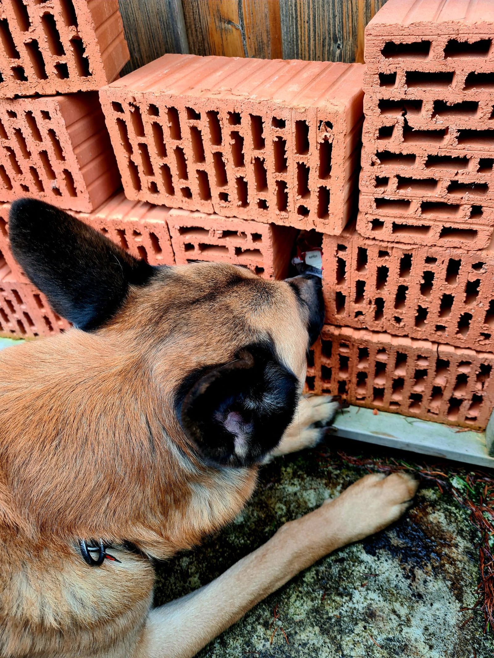 Malinois verweist einen Fund durch ruhiges Liegen vor dem Fundort. Der Hund liegt auf Betonboden und vor zu einer Art Wand gestapelten, roten, modernen Bauziegeln.