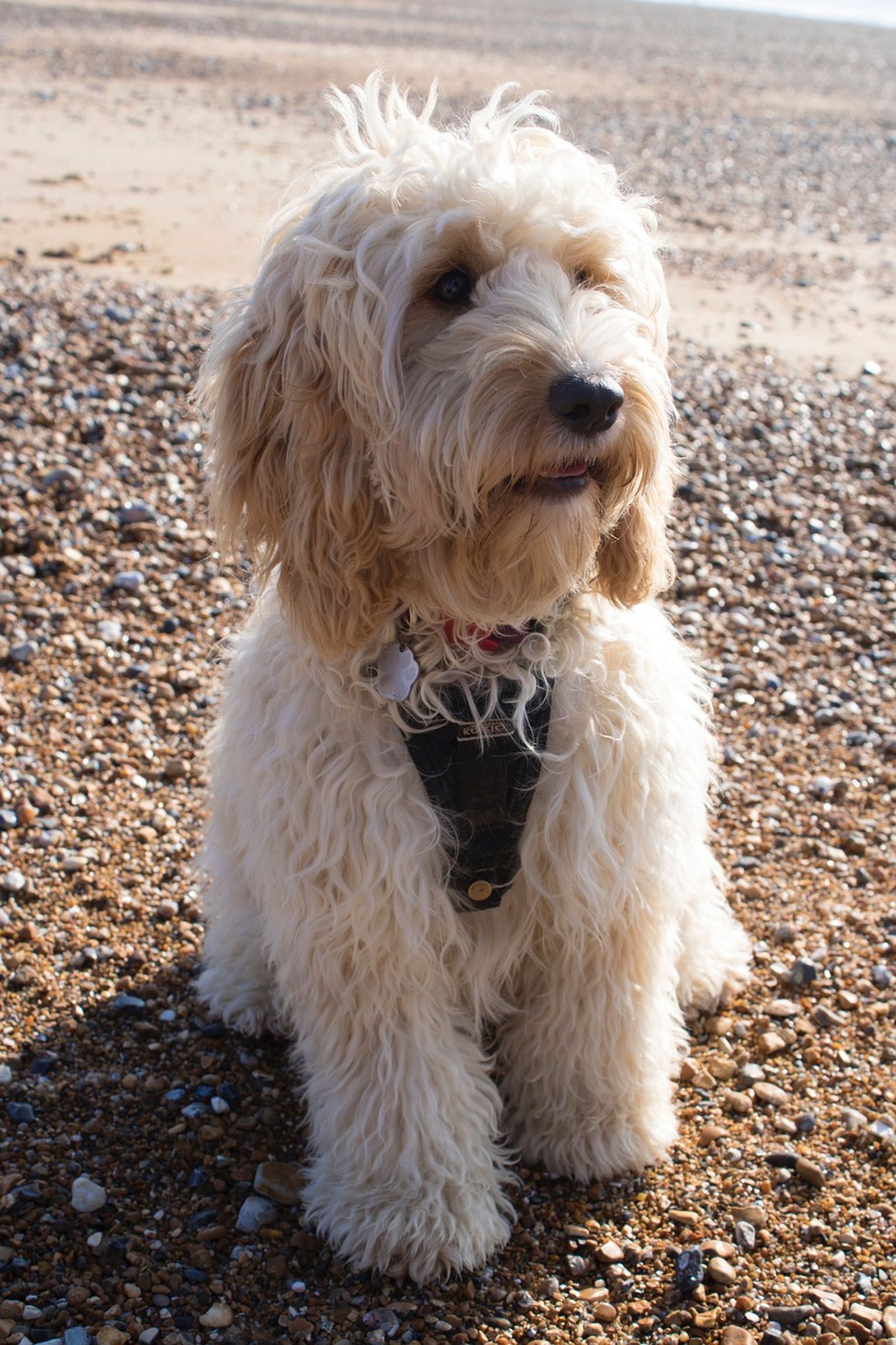 Ein hellbeiger Hund mit Locken und Hundegeschirr sitzt auf dem steinigen Strandboden und schaut nach rechts