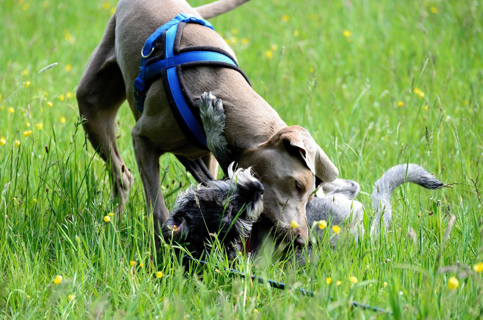 Ein Weimaraner mit blauem Hundegeschirr beißt einen am Boden liegenden Hund auf einer Wiese