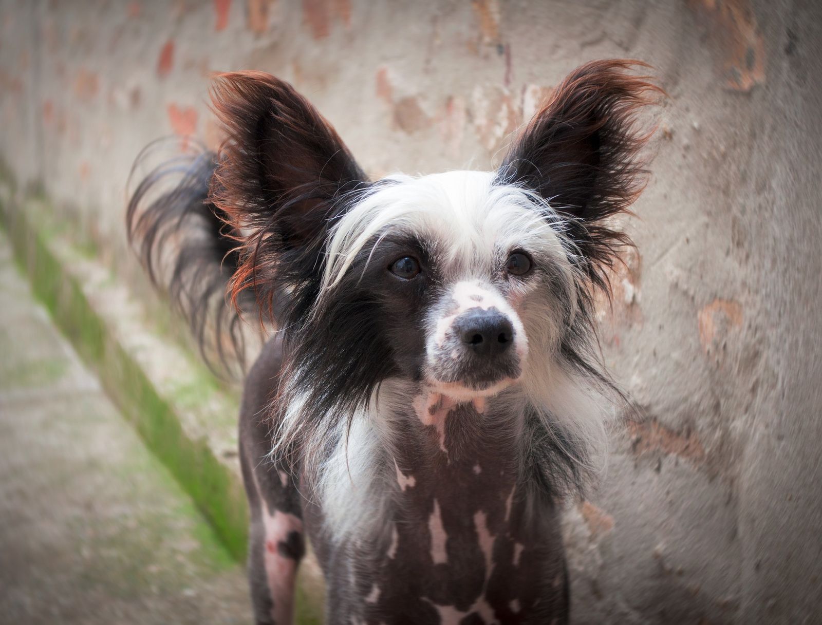 Ein spärlich behaarter Hund der Rasse Chinesischer Schopfhund mit braun-weiß befleckter Haut steht neben einer Wand und schaut zum Betrachter