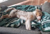 Junger Australian Shepherd liegt schlafend auf dem Sofa.JPG