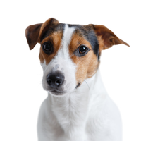 Jack Russell Terrier 1.png
