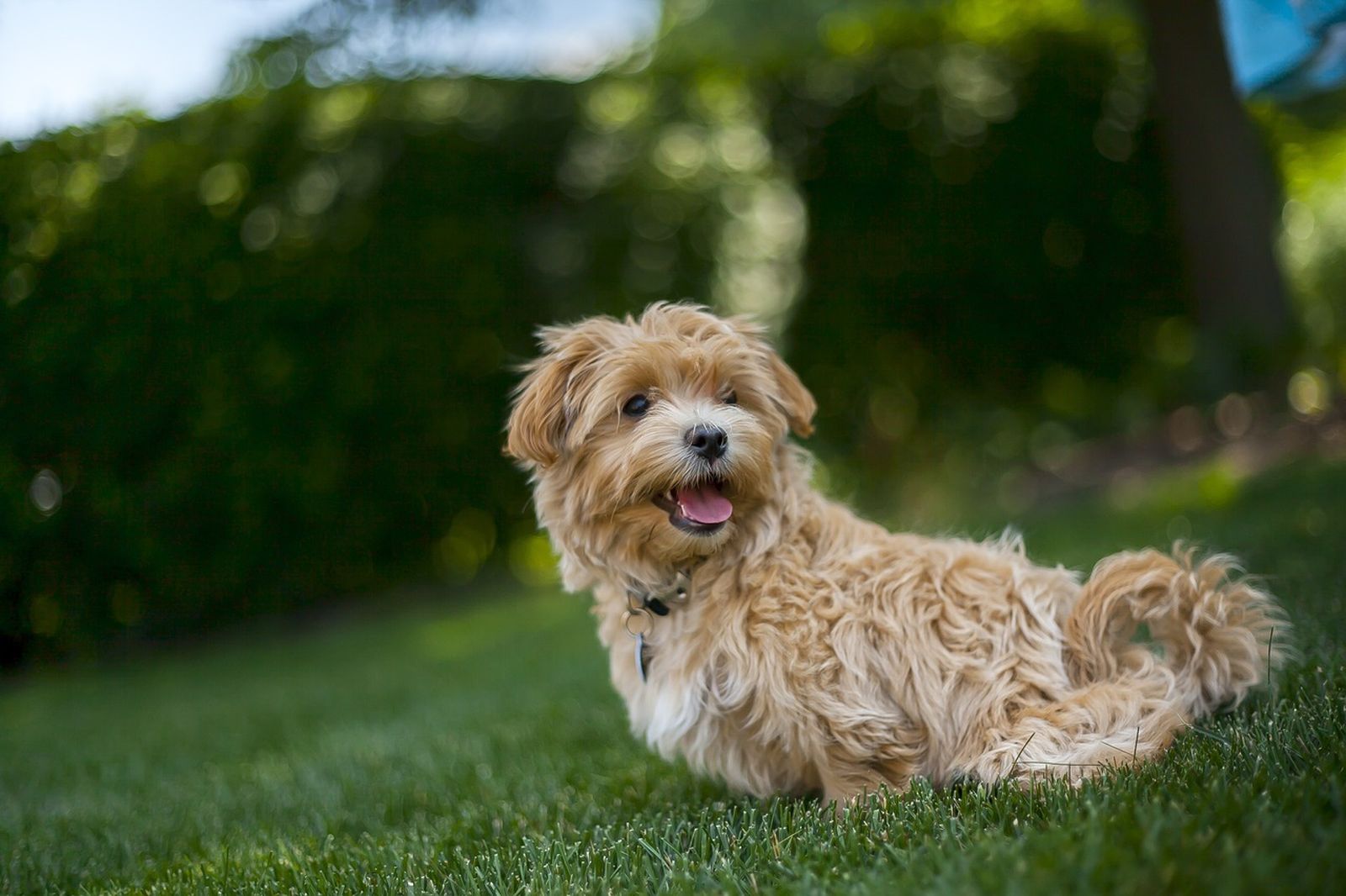 Ein beige-brauner Hund mit Halsband und Hundeplakette sitzt seitlich zum Betrachter auf der Wiese und dreht den Kopf mit offenem Maul und freundlichen Blick zur Kamera