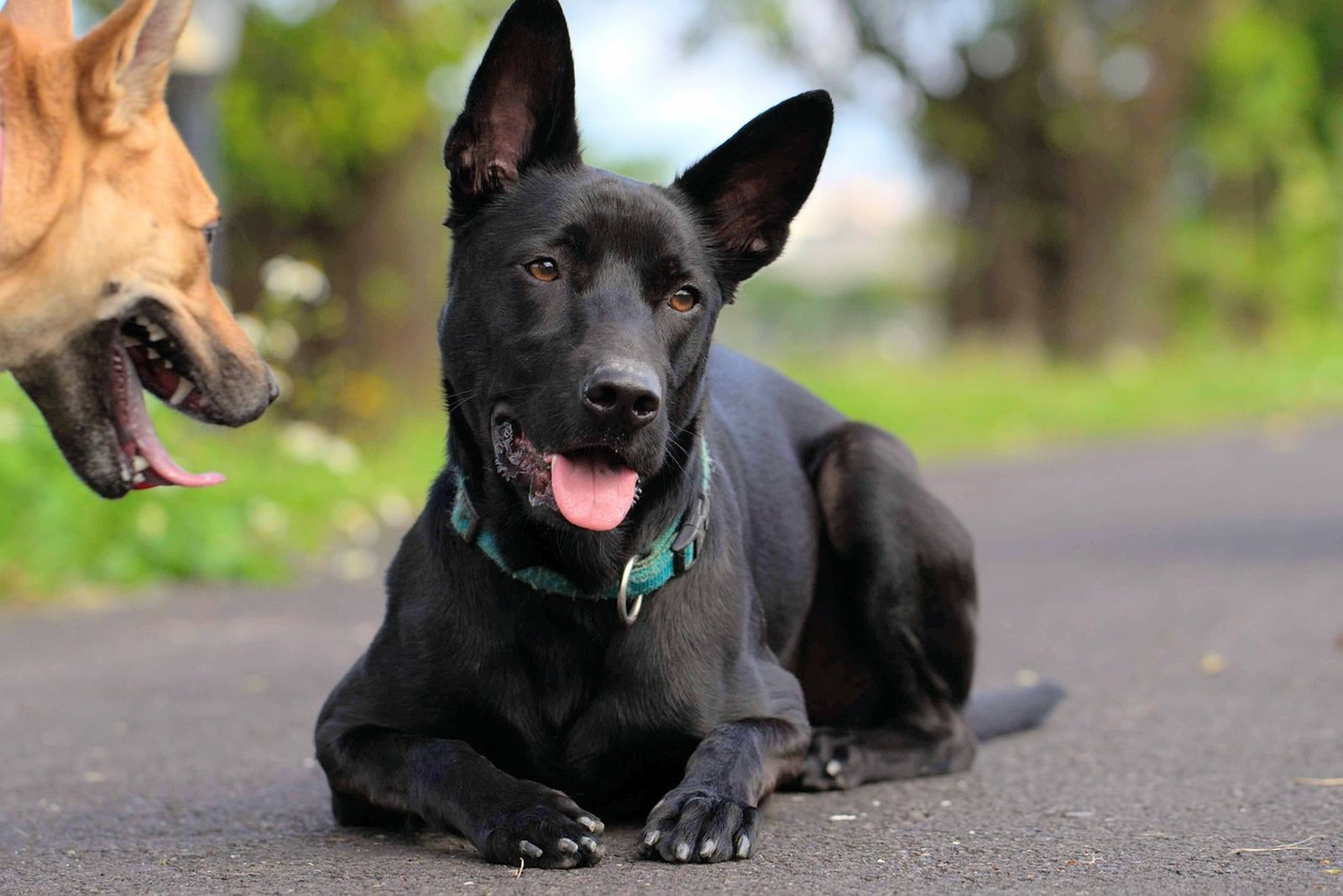 Ein schwarzer schäferhundähnlicher Hund mit grünem Halsband liegt mit leicht geöffneter Schnauze auf dem Aspahltboden, schaut in Richtung Betrachter und Links im Bild ist ein hellbrauner Hund zu sehen den schwarzen Hund anschaut