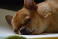Chihuahua liegt mit dem Kopf auf dem Boden und schaut muede.jpg
