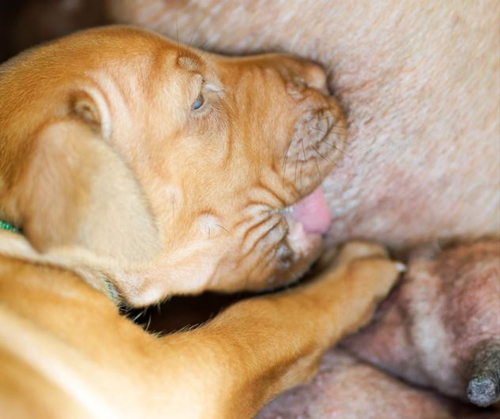 Ein Rhodesian Ridgeback Welpe saugt an der Zitze der Mutter Milch.