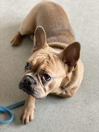 Bulldogge liegt mit Leine auf dem Fussboden.jpg