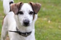 Parson Russell Terrier mit Halsband auf der Wiese schaut in die Kamera.jpg