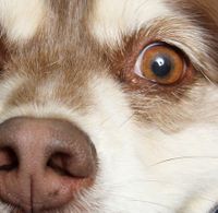 Hund mit blauem und braunem Augen und offenem Fang schaut in die Kamera Ausschnitt.jpg