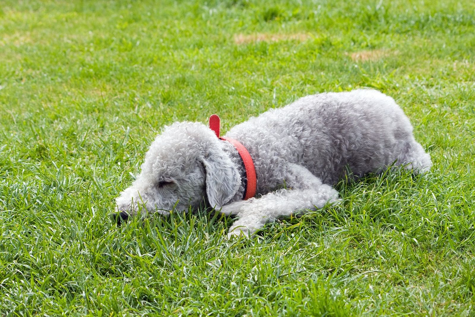 Ein grauer gelockter Bedlington Terrier mit rotem Halsband liegt seitlich zum Betrachter mit dem Kopf auf einer Wiese