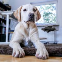 Junger beiger Labrador Retriever liegt im Zimmer auf dem Boden und schaut in die Kamera.jpg