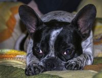 Schwarz weisse Bulldogge liegt mit dem Kopf zwischen den Vorderbeinen auf der Decke und schaut mit grossen Augen den Betrachter an.jpg