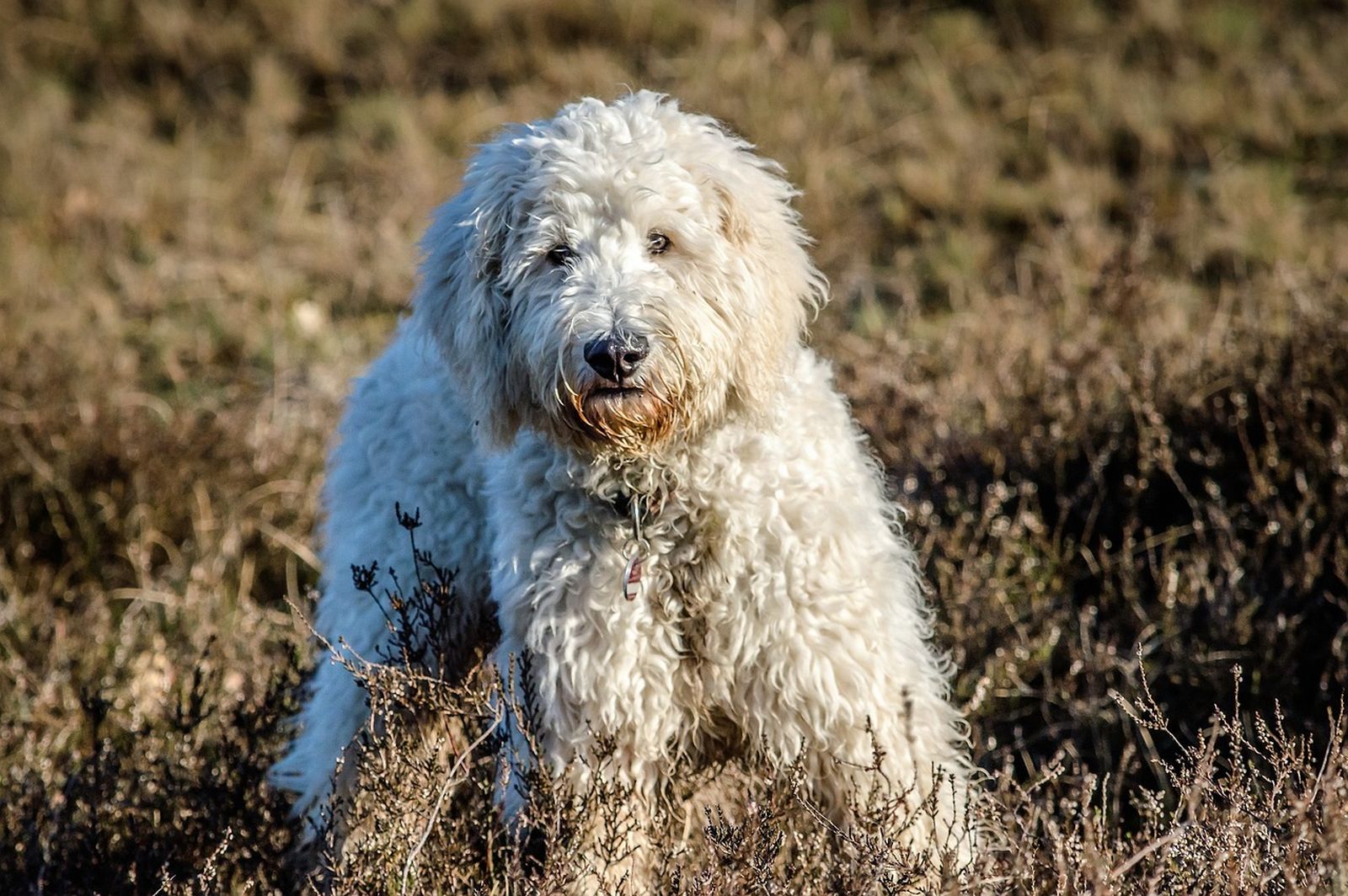 Ein hellbeiger Hund der Hybridhunderasse Goldendoodle steht auf einem dichtbewachsenen Feld und schaut aufmerksam den Betrachter an