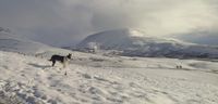 Ein schwarz weisser Hund steht im Schnee auf dem Berg.jpg