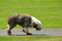 Ein Bobtail laeuft auf dem Weg neben der Wiese.jpg