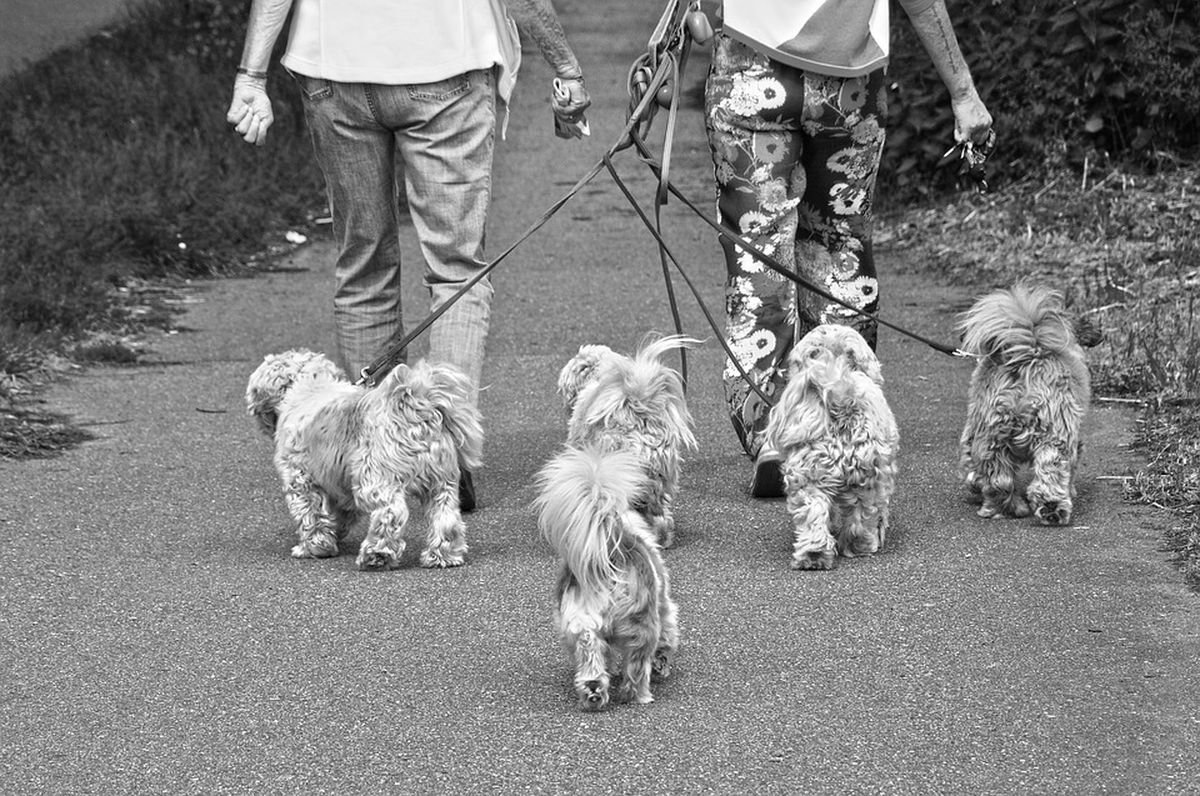 Hundesitter Hunde betreuen, aufpassen und ausführen dogondo.de