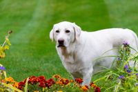 Heller Labrador Retriever steht hinter bluehenden Blumen auf der Wies und schaut Richtung Betrachter.jpg