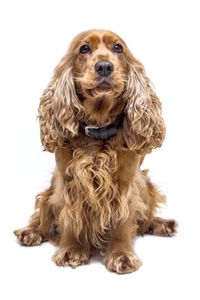 Ein brauner English Cocker Spaniel sitzt und wird im vorderen Profil aufgenommen.jpg