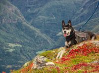 Ein schwarz weisser Hund an der Leine liegt auf dem Felsen in den Bergen und schaut in die Kamera.jpg