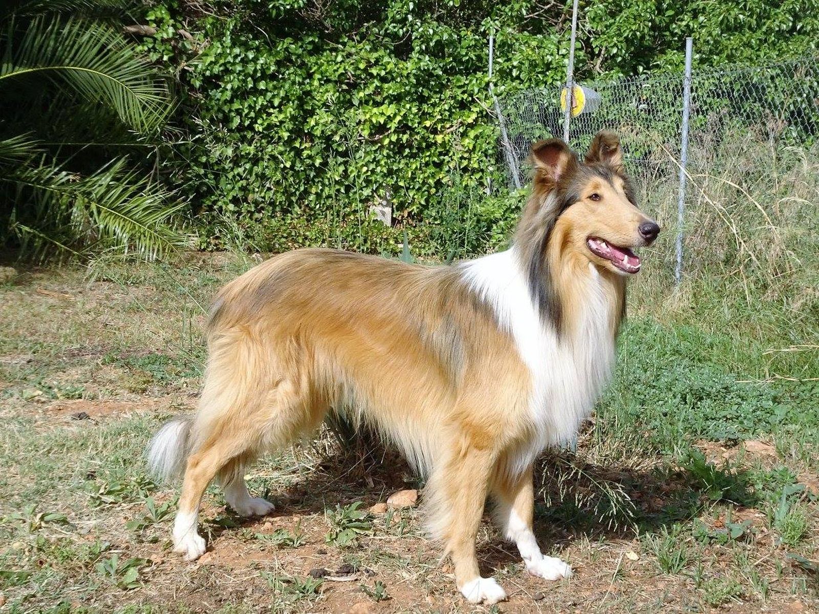 Ein Collie Langhaar mit Sommerfell und dünner Unterwolle steht vor einem Zaun und schaut nach rechts