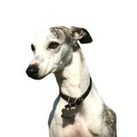 Whippet.png