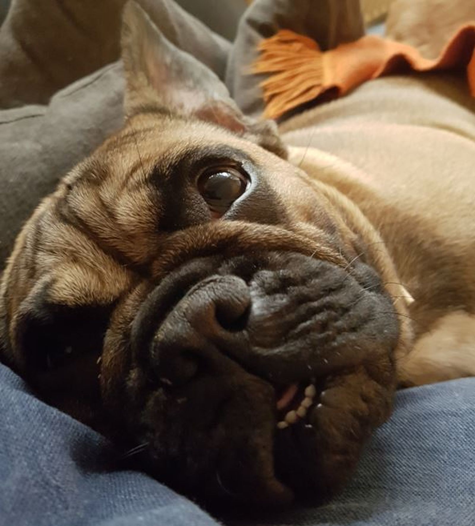 Eine Französische Bulldogge liegt mit groß geöffneten Augen mit dem Kopf auf einem Bein und schaut zum Betrachter