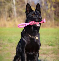 Schwarzer Schaeferhund mit Spielzeug im Maul Ausschnitt.jpg