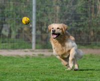 Golden Retriever laeuft einem Tennisball auf einer eingezaeunten Hundewiese hinterher.jpg