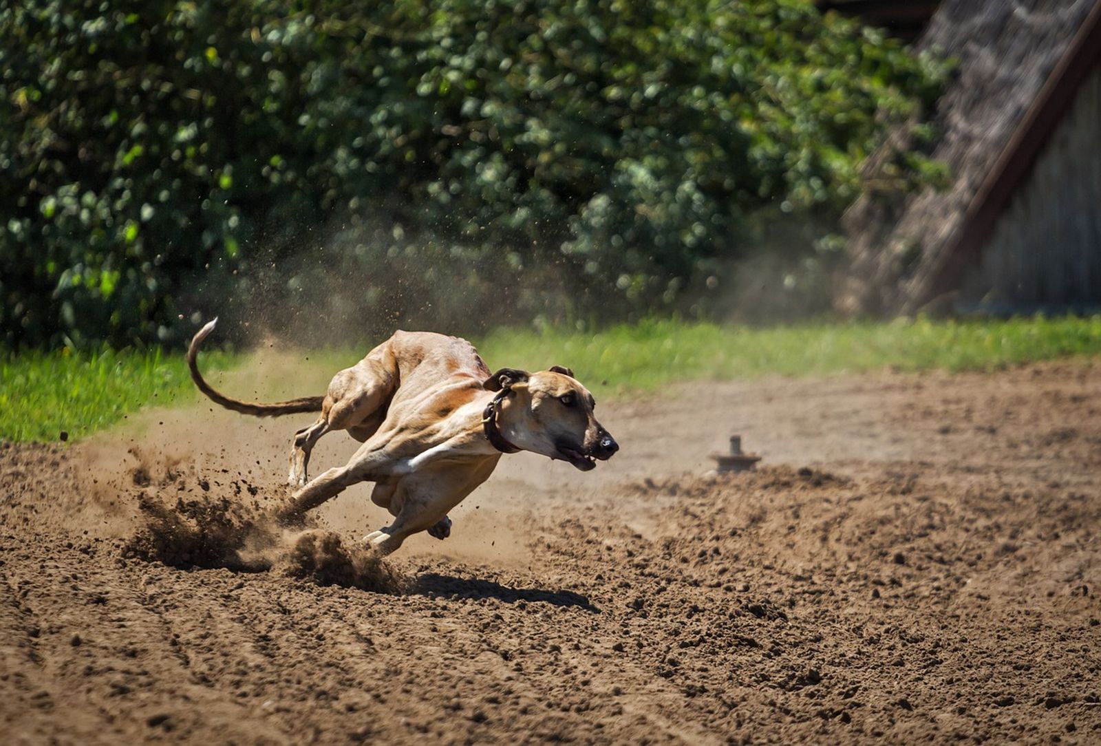 Ein rot-beige-brauner Windhund mit Halsband rast über den Sandboden auf einer Rennstrecke beim Windhunderennen