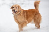 Ein Golden Retriever im Schnee.jpg