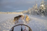 Schlittenhundegespann im Schnee.jpg