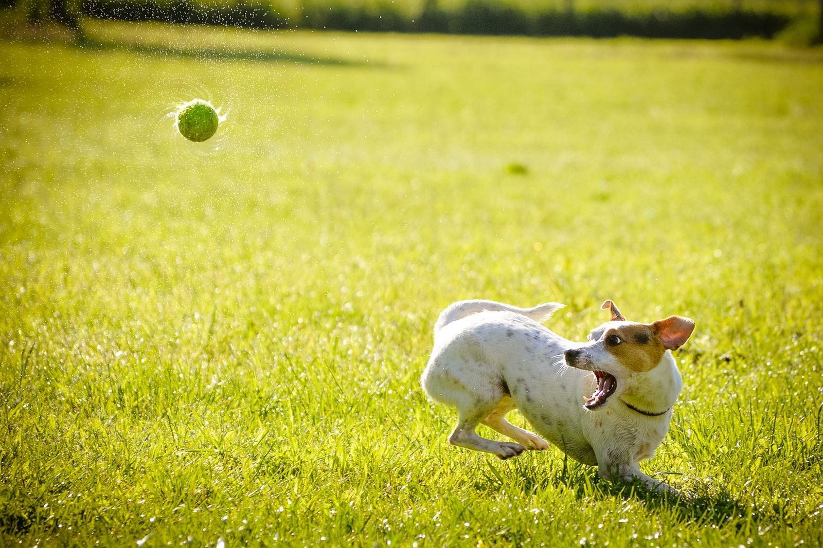 Ein weiß-brauner kleiner Hund der Rasse Jack Russell Terrier dreht sich dynamisch auf einer Wiese nach einem Tennisball um und fixiert diesen mit offenen Augen.