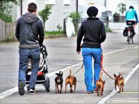 Mann und Frau mit Kinderwagen gehen mit vier Hunden an der Leine spazieren.jpg