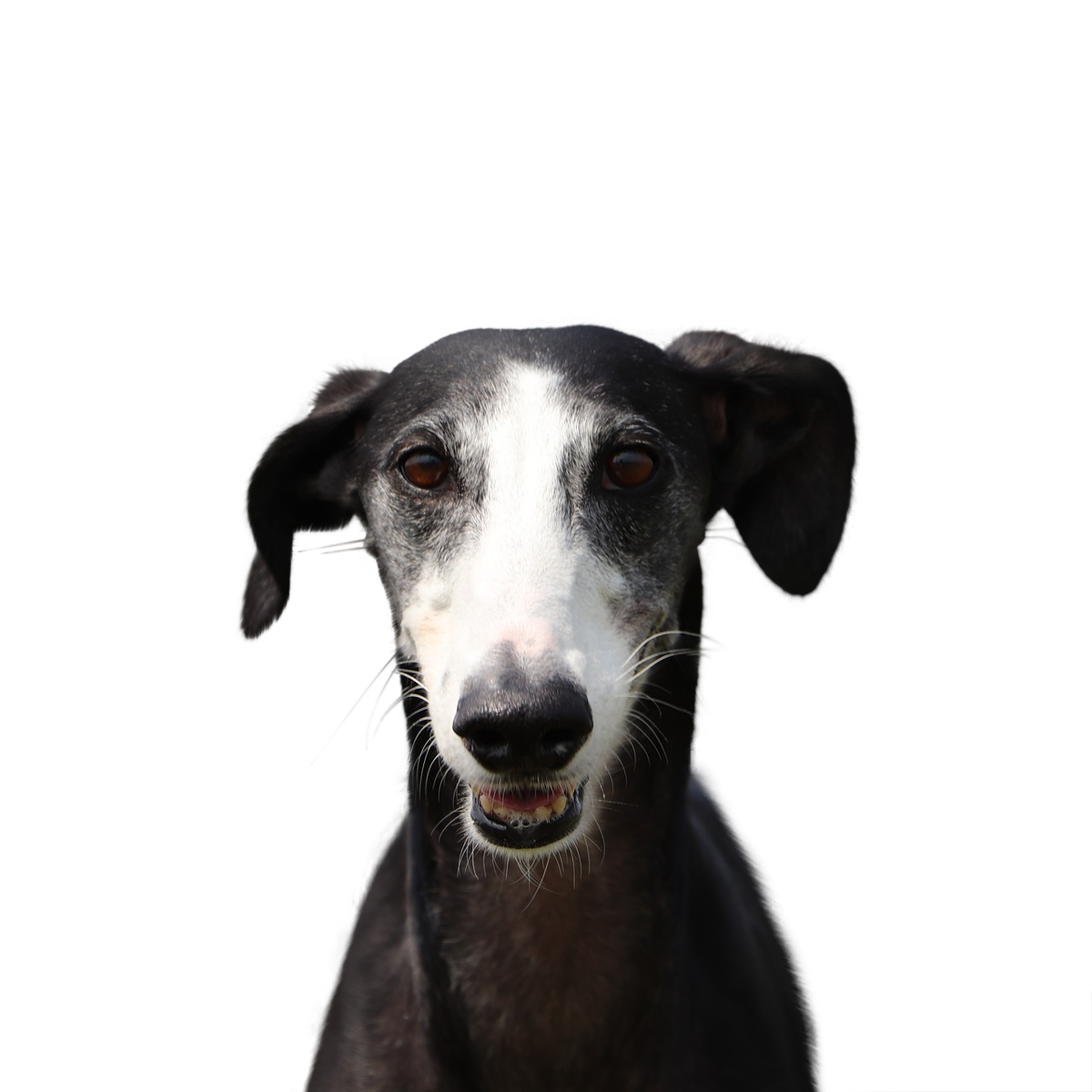 Spanischer Windhund - Rassebeschreibung, Haltung, Pflege &amp; Co. | dogondo.de