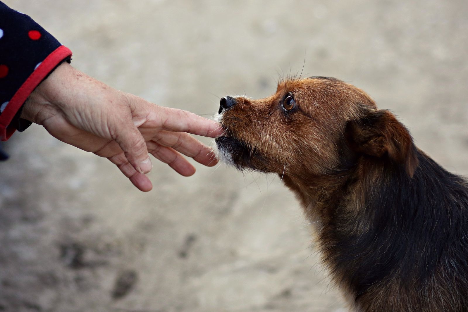 Ein brauner Mischlingshund beißt in den Finger einer Menschenhand.