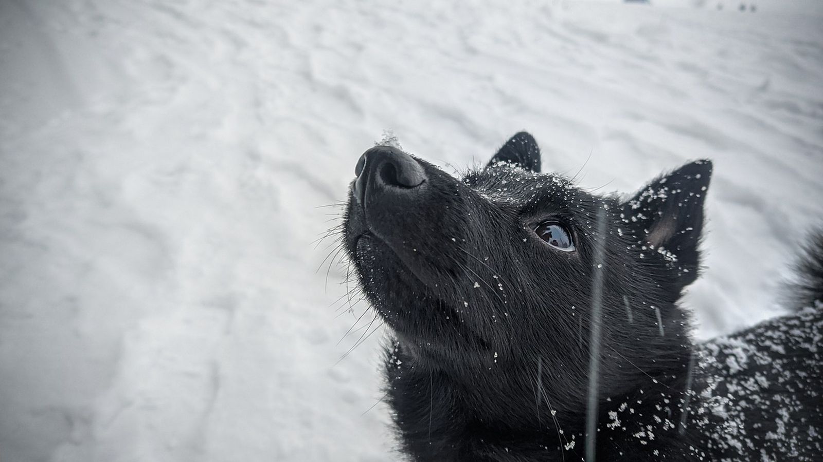 Ein junger schwarzer Schipperke Rassehund steht im Schnee und schaut mit dem Kopf nach oben in Richtung Himmel