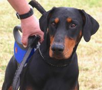 Dobermann mit blauer Flexileine schaut in die Kamera.jpg