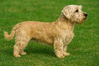 Ein lohfarbener Hund der Rasse Lucas Terrier steht im seitlich zum Betrachter auf einer grünen Wiese und schaut in die Ferne.JPG