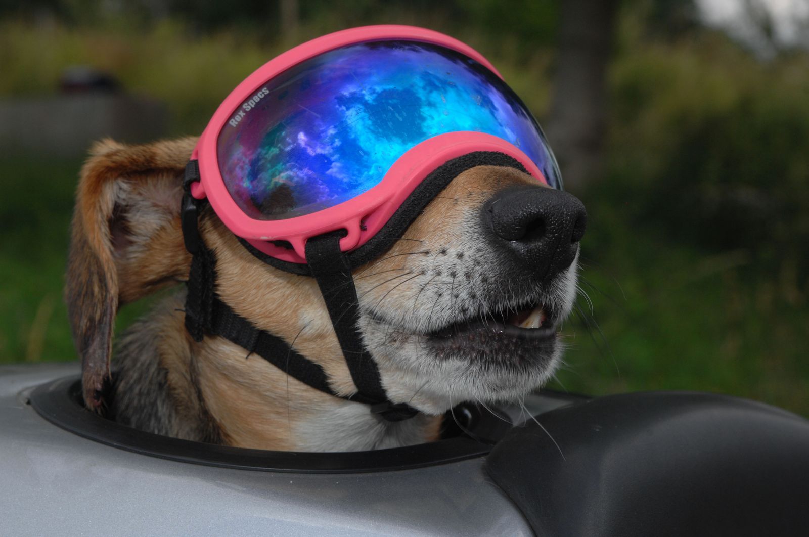 Ein braun-grauer Hund mit Hängeohren und rosa Schutzbrille in einer Hundebox auf dem Motorrad in Nahaufnahme