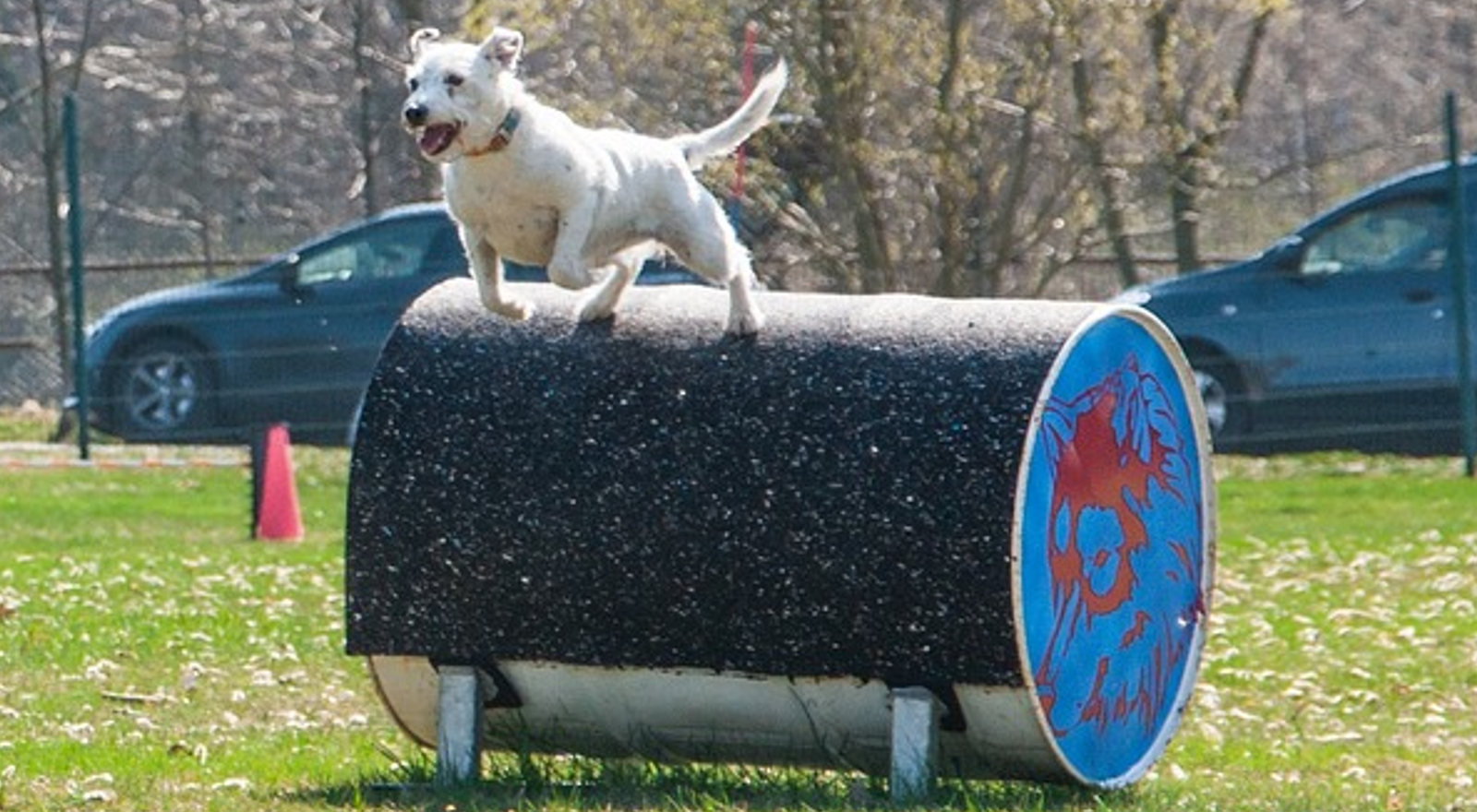 Mittelgroßer, weißer Hund überspringt eine blaue Tonne. Diese liegt auf einer gepfelgten, sonnigen Wiese. Auf ihr liegt eine schwarze, granulierte Gummimatte. Im Hintergrund parkenb Autos.