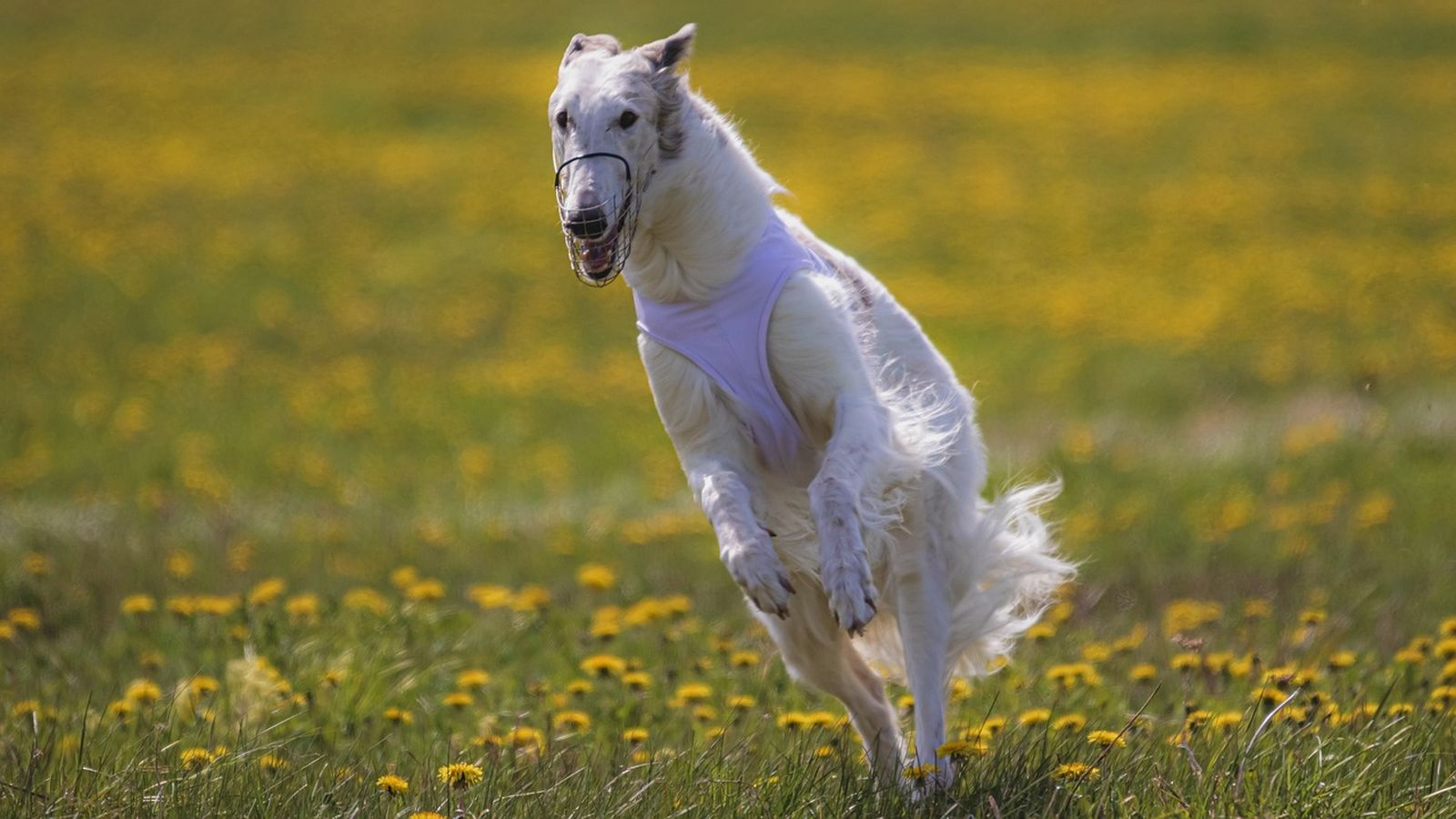 weißer Afghnischer Windhund mit Renn-Maulkorb und weißer Renndecke beim Coursing in vollem Galopp auf einer sonnigen Wiese mit gelbem Löwenzahn