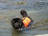 Ein schwarzer Neufundlaender mit Schwimmweste im Wasser.jpg