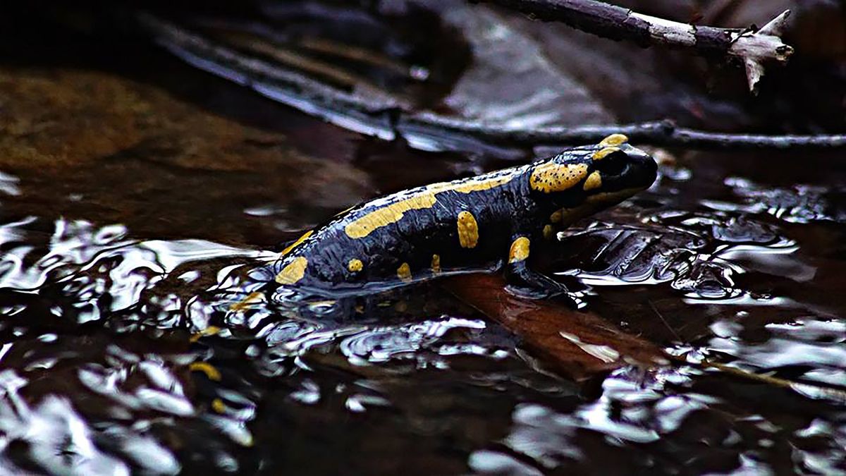 Korsischer Feuersalamander - Tiere | dogondo.de