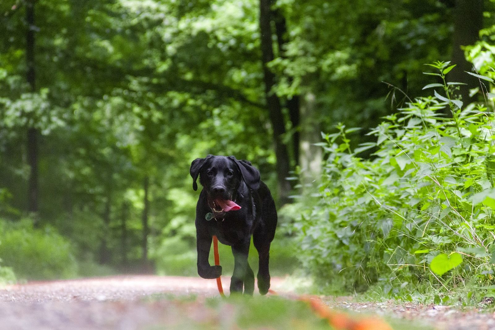 Ein schwarzer Hund der Rasse Labrador läuft alleine im Wald mit einer Schleppleine in Richtung Betrachter