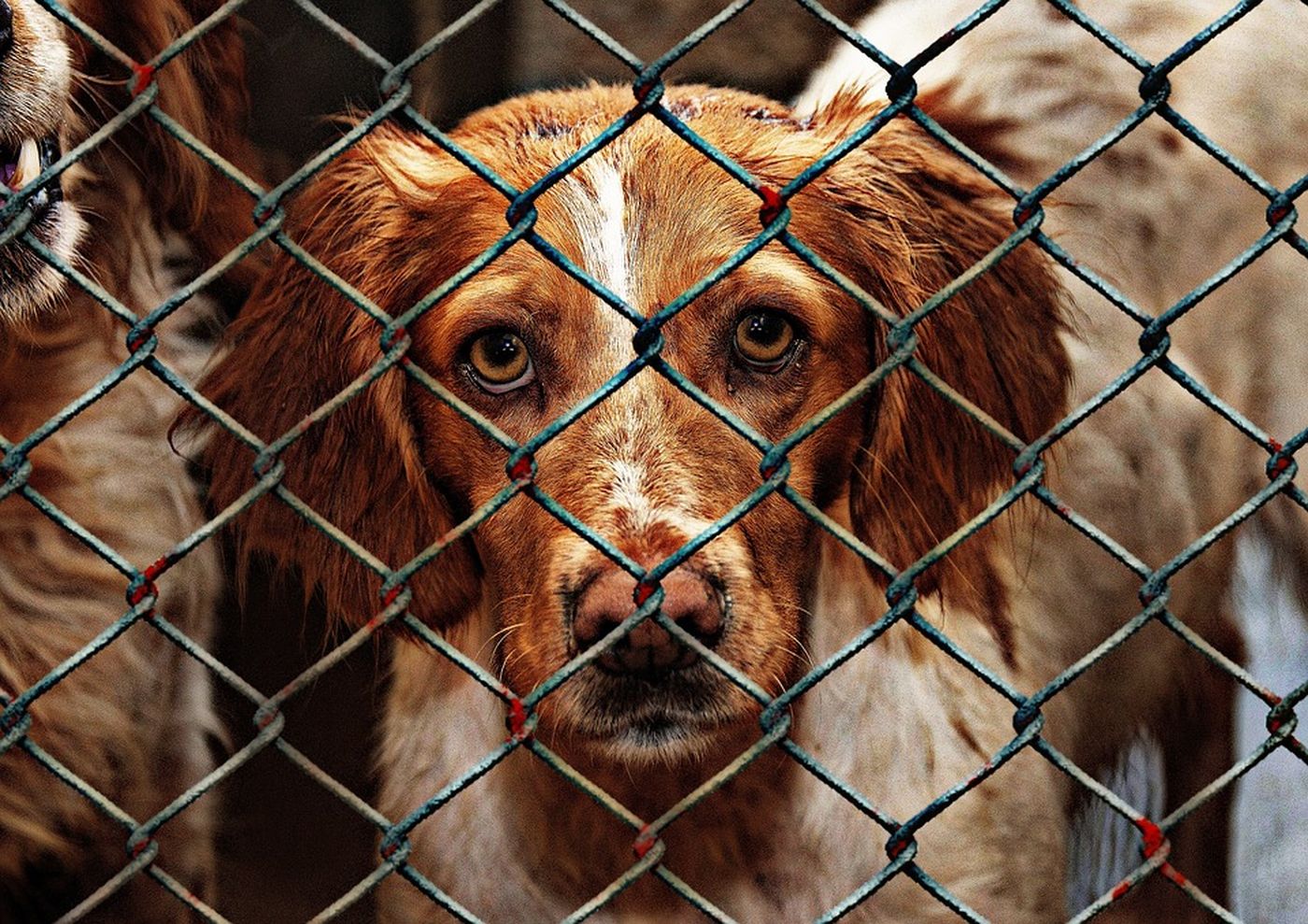 TierschutzHundeverordnung (TierSchHuV) Regeln der Hundehaltung