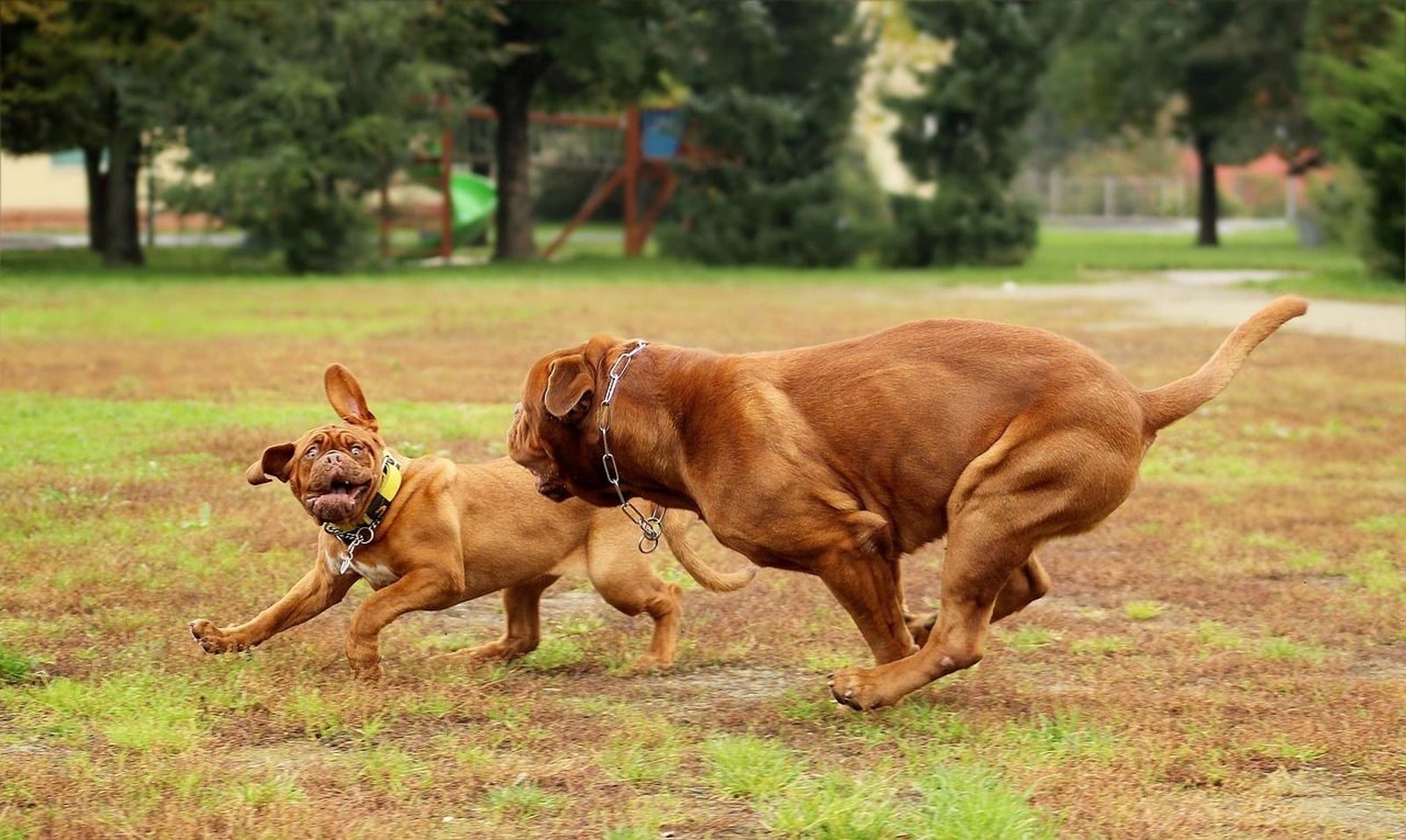 Zwei Bordeauxdoggen laufen nebeneinander auf einer Wiese und spielen gemeinsam