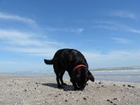 Schwarzer Labrador Retriever mit rotem Halsband schnuppert am Strand den Boden ab.jpg