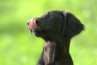 Schwarzer Hund dreht Kopf weg und zeigt Zunge.jpg