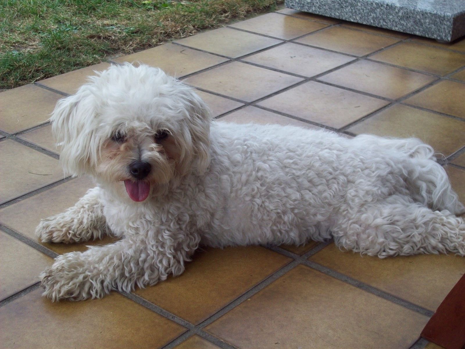 Ein kleiner weiß-gelockter Hund liegt auf dem beige-braunen Kachelboden und dreht den Kopf in Richtung Betrachter